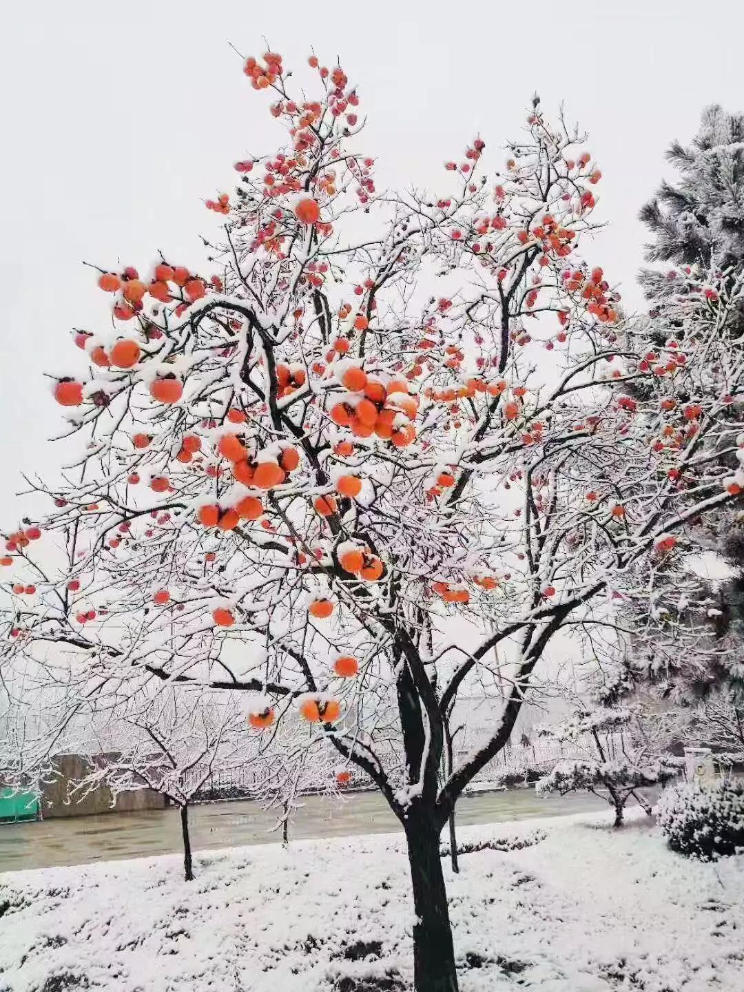 有一種堅守，叫風雪無阻